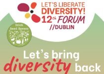 let's diversity forum
